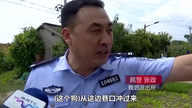 爱犬变恶犬?养了十年的萨摩耶突然发狂咬主人