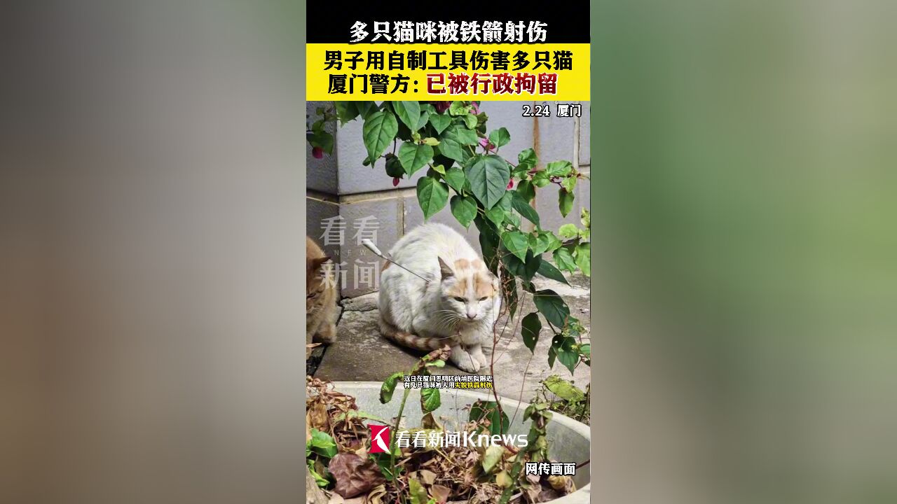 厦门警方通报男子用自制工具伤害多只猫:已行拘