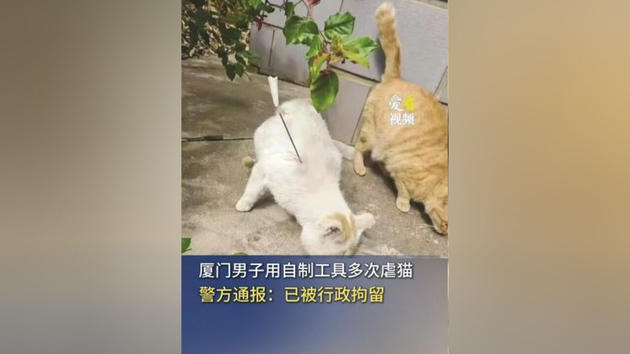 厦门男子用自制工具多次虐猫,警方通报:已被行政拘留