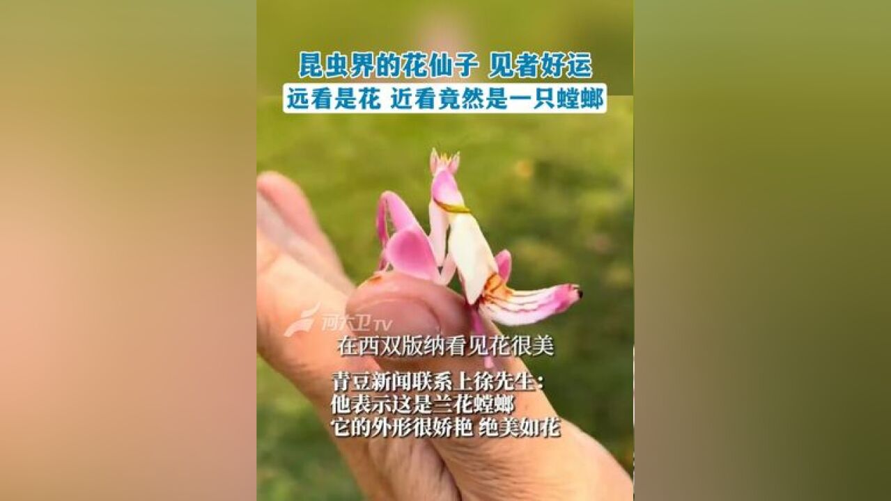 #昆虫界的花仙子 见者好运,远看是花 近看竟然是一只螳螂