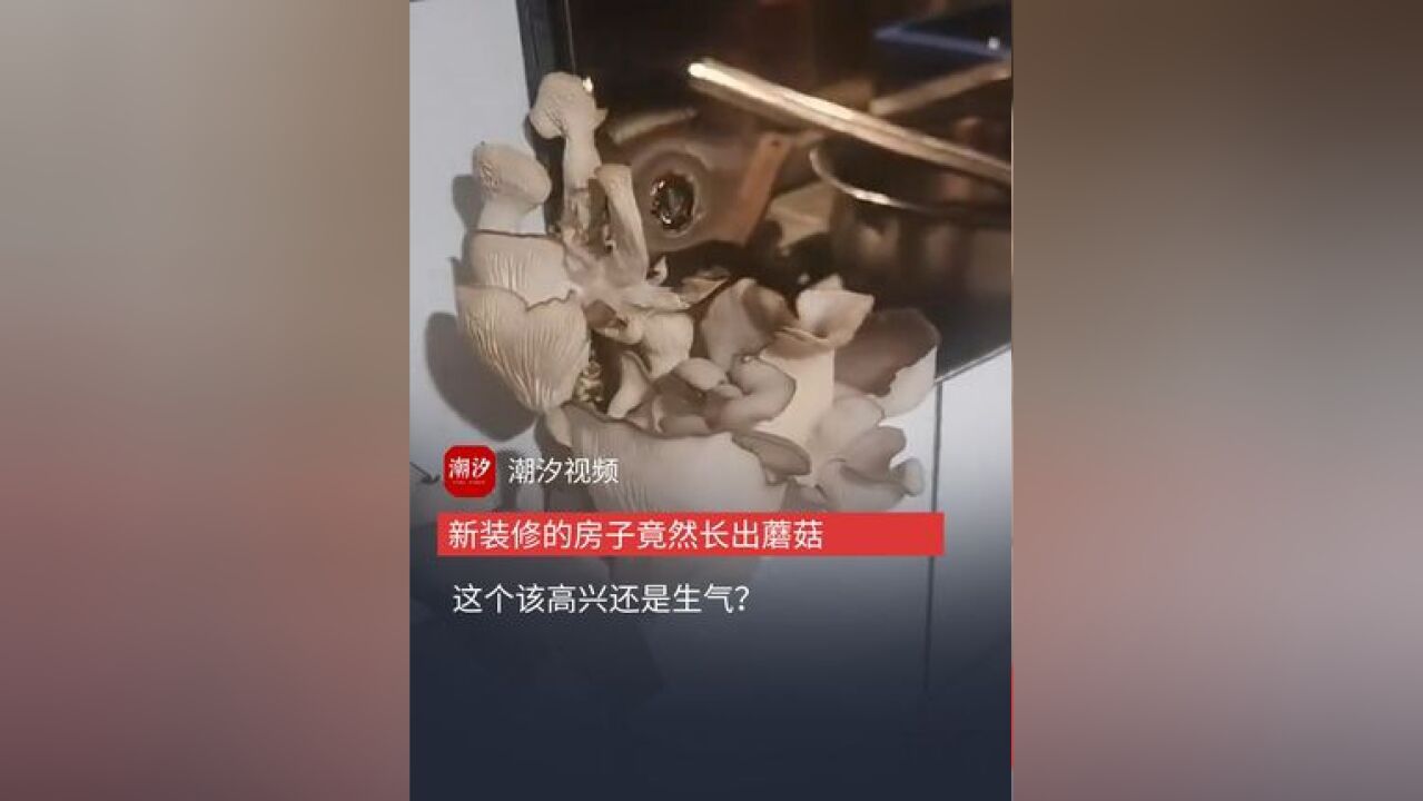 活久见!家里墙缝长出蘑菇?这个该高兴还是生气?