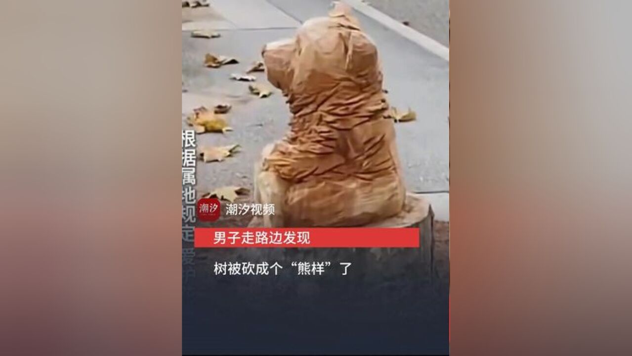 男子走路边发现树被砍成个“熊样”了 网友:没准明年屁股底下就发芽了