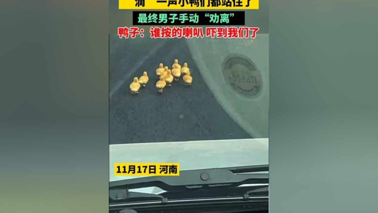 男子开车路上一群小鸭挡道,“滴”一声小鸭们都站住了,终男子将它们“劝离”现场