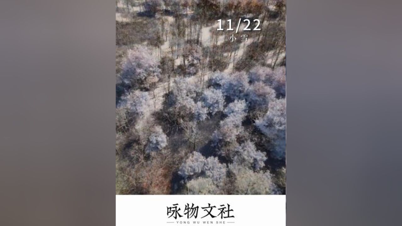 今日小雪,愿你我,小得即圆满,雪落不知寒!|咏物文社 第六百一十七回