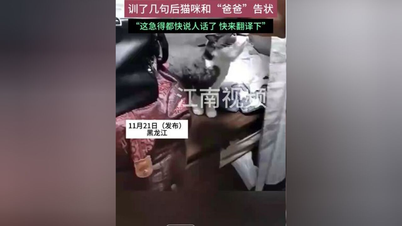 猫咪做错事被主人训斥,急得都快说人话了 快来翻译下