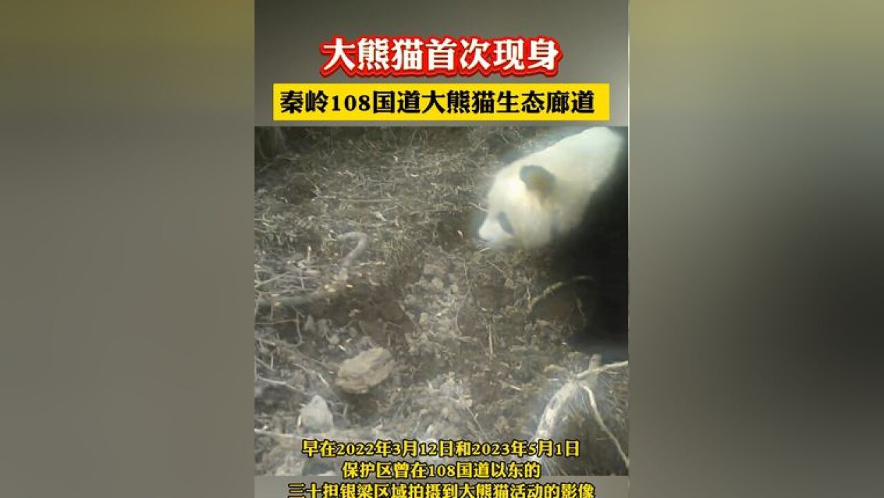 大熊猫首次现身秦岭108国道大熊猫生态廊道