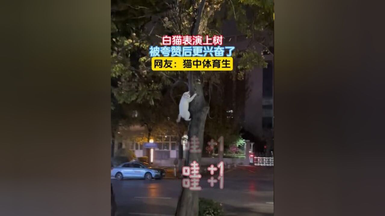 白猫表演上树,被夸赞后更兴奋了,网友:猫中体育生