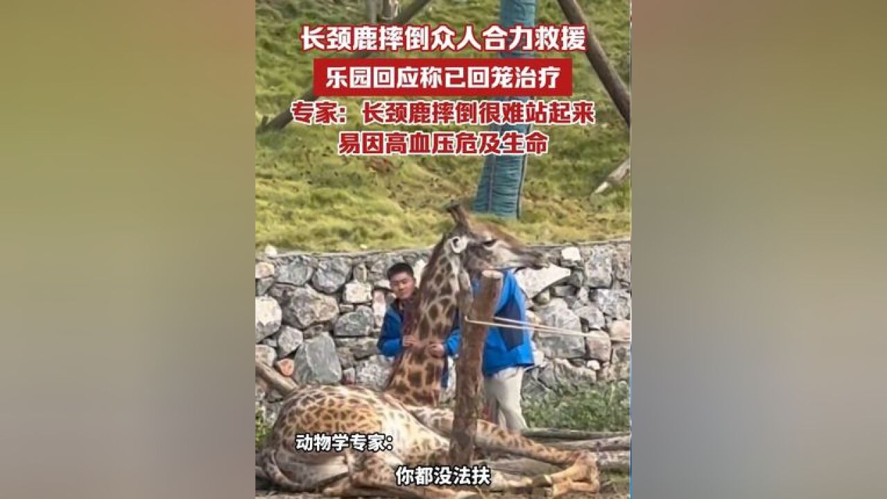 长颈鹿摔倒众人合力救援,专家:长颈鹿一旦摔倒就很难靠自己再站起来,易因高血压危及生命