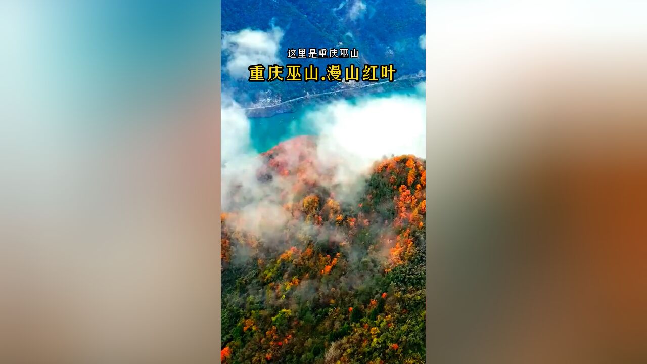 重庆巫山:漫山红叶醉美三峡,走进巫山如入绚丽山水画卷