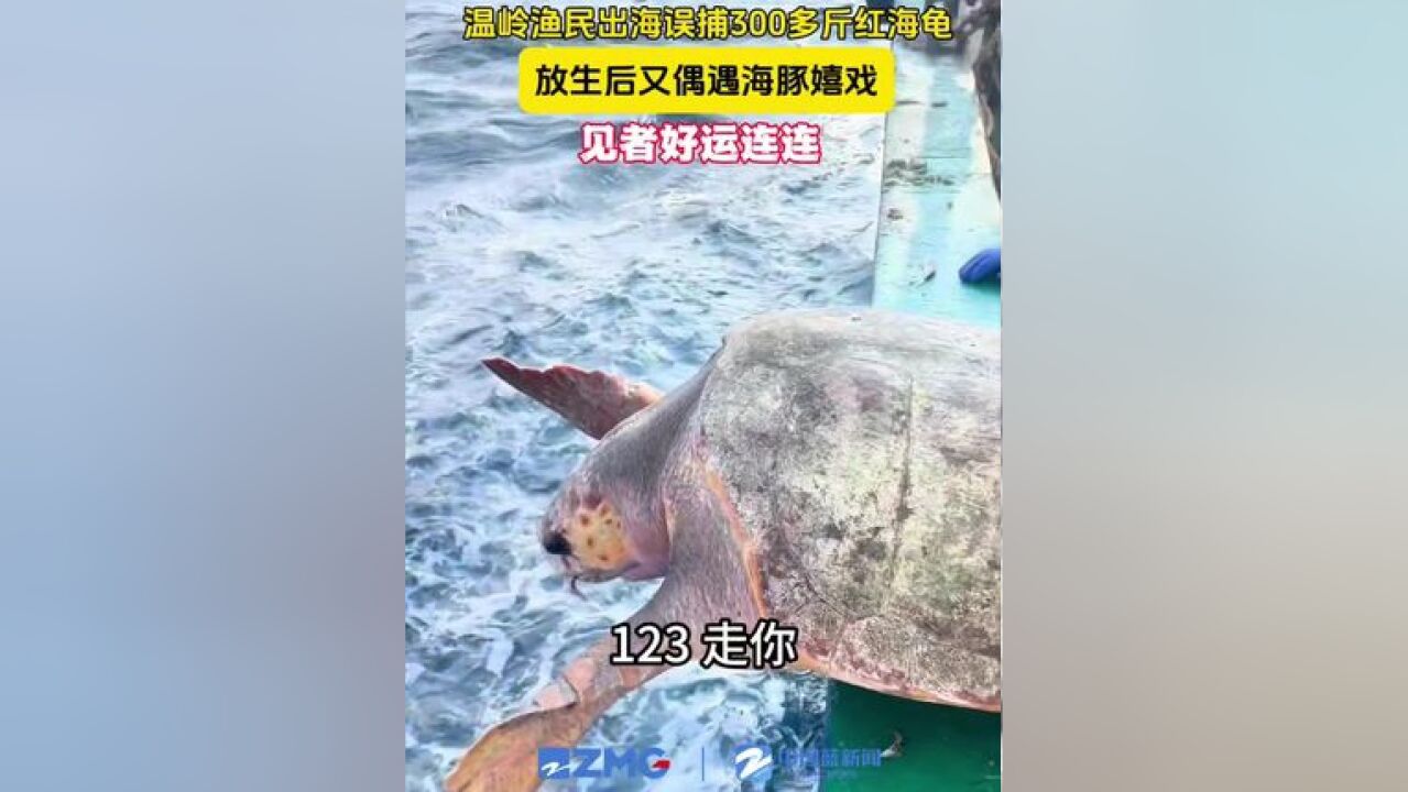 浙江温岭渔民出海时误捕红海龟,放生后又偶遇海豚自由逐浪嬉戏,见者好运!