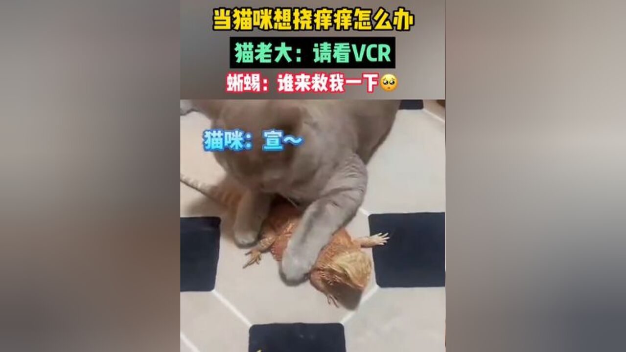 当猫咪想挠痒痒怎么办?猫老大:请看VCR,蜥蜴:谁来救我一下