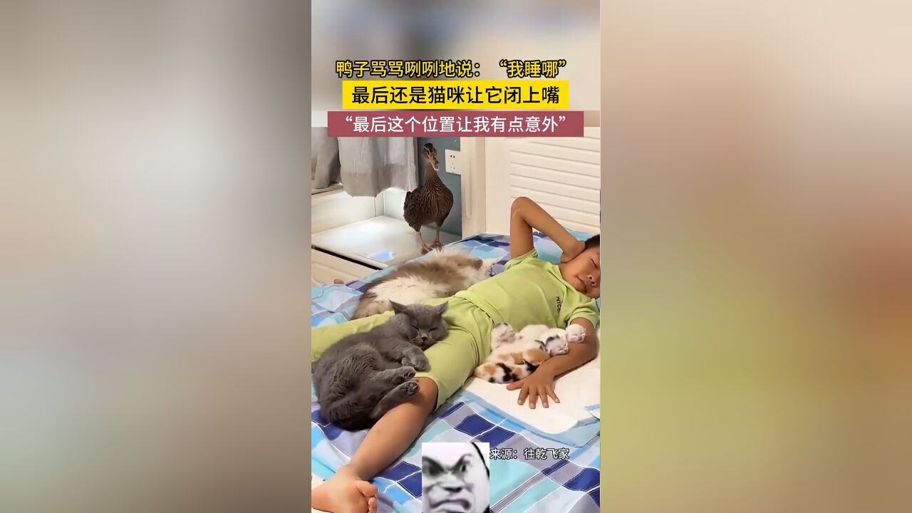 鸭子骂骂咧咧的说:我睡哪儿?最后还是猫咪让它闭上嘴!#动物的迷惑行为