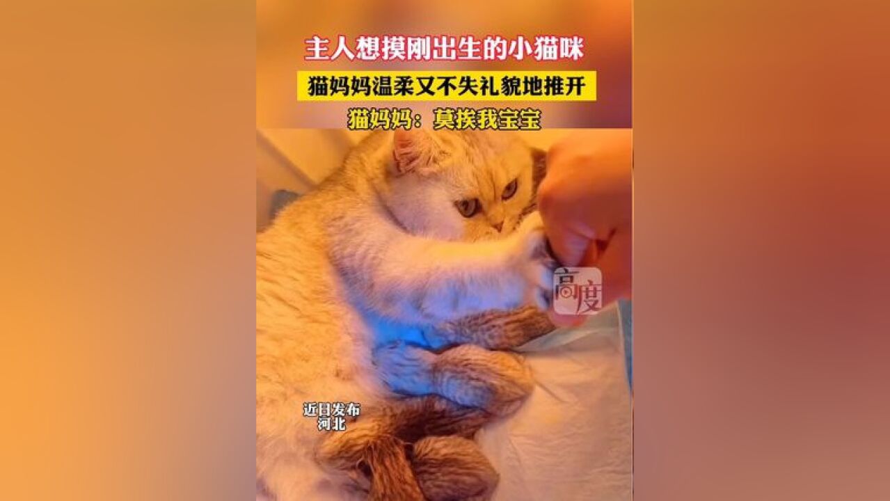 主人想摸刚出生的小猫咪,猫妈妈温柔又不失礼貌地推开