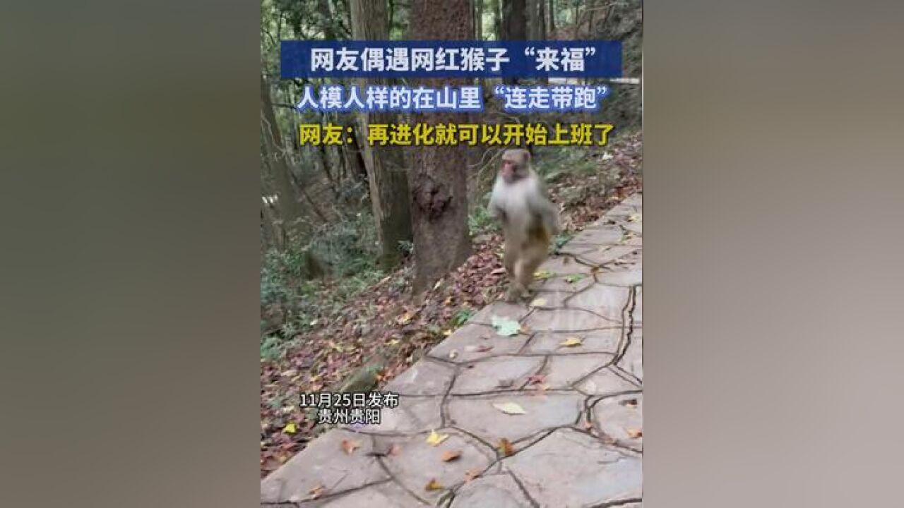 网友偶遇网红猴子“来褔”,人模人样的在山里“连走带跑',网友:再进化就可以开始上班了