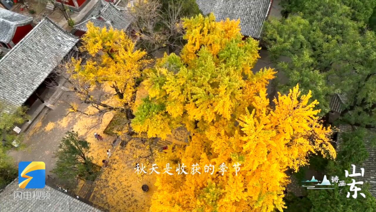 诗画山东|秋天的齐鲁大地五彩斑斓 浸染万千诗意