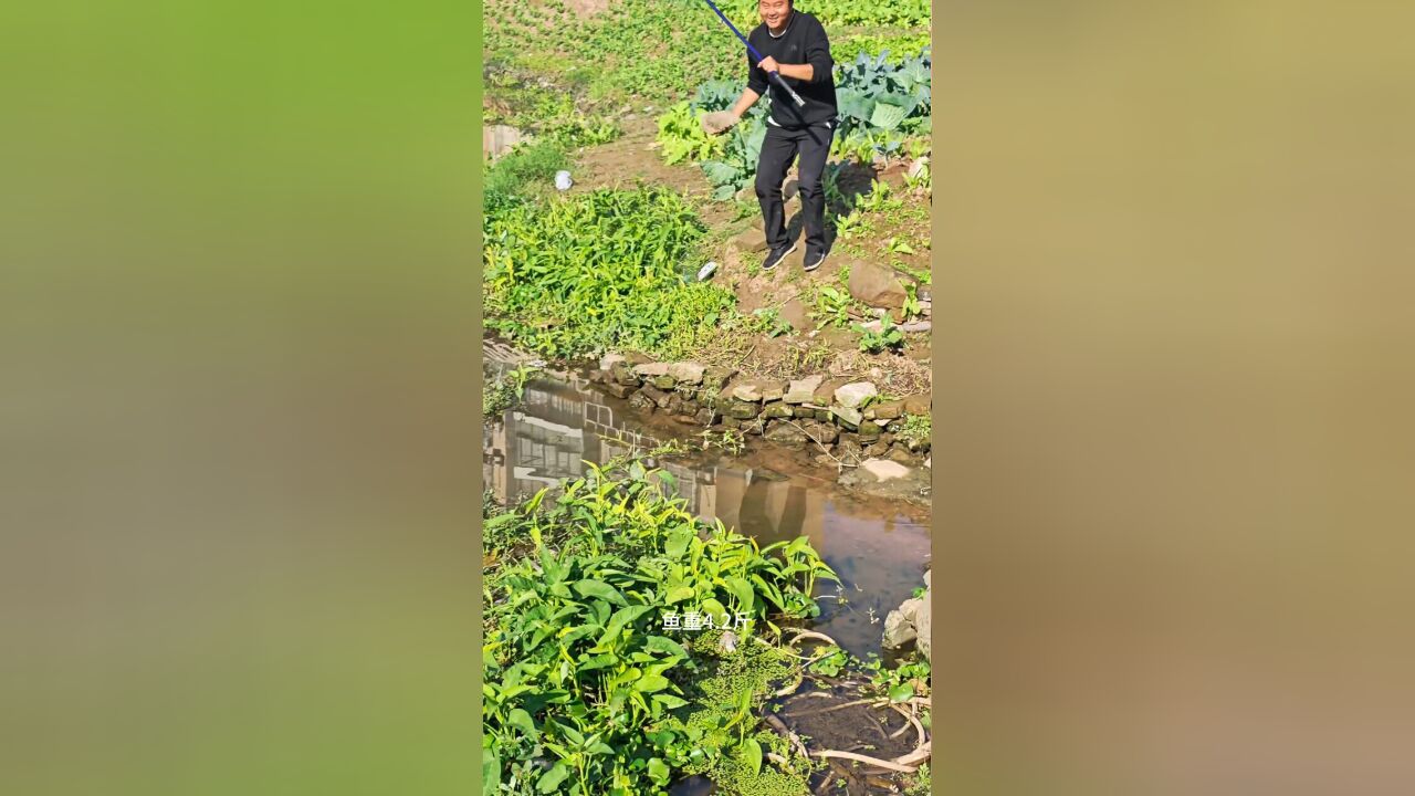 男子钓鱼时发现大黑鱼在岸边晒太阳,立即拿起石头将鱼砸晕