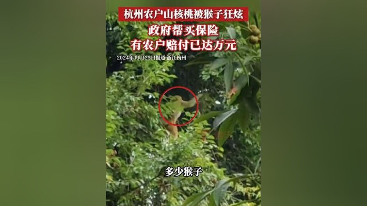 临安有一群猕猴狂炫山核桃 杭州市临安区农业农村局野生动植物保护站站长厉亮表示,湍口镇因为生态好,国家二级保护动物猕猴在这...