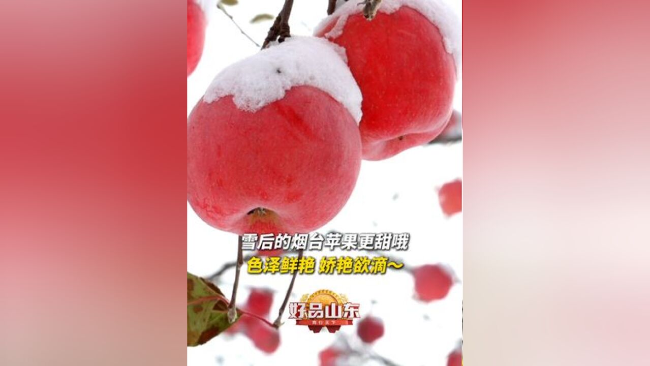 红彤彤的,这谁不心动啊!11月27日,山东烟台,雪后的烟台苹果更甜哦!色泽鲜艳,娇艳欲滴~#烟台苹果熟啦 #在山东花式过冬