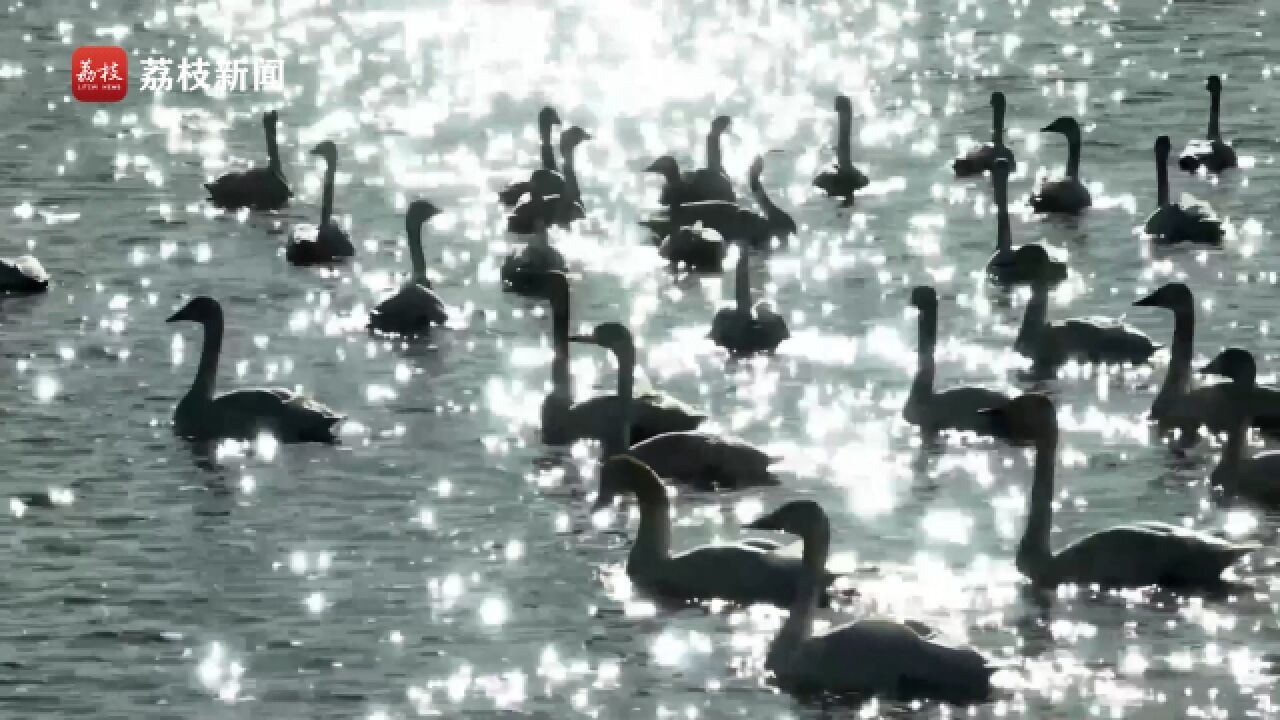 水上精灵! 数百只白天鹅“踏春”曹妃甸湿地舞翩跹