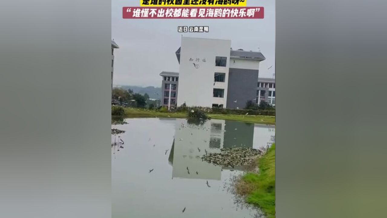 海鸥来光临昆明城市学院啦!是谁的校园里还没有海鸥呀~ “谁懂不出校都能看见海鸥的快乐啊”