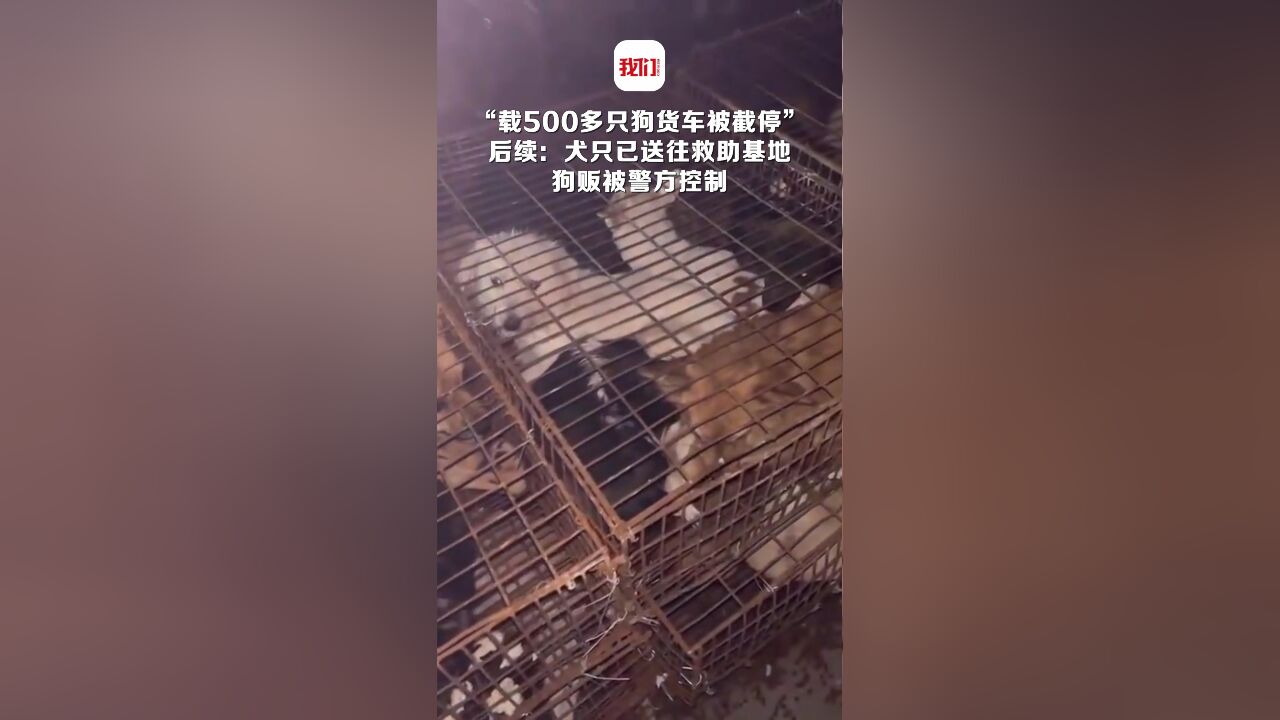 “载500多只狗货车被截停” 后续:犬只已送往救助基地 狗贩被警方控制