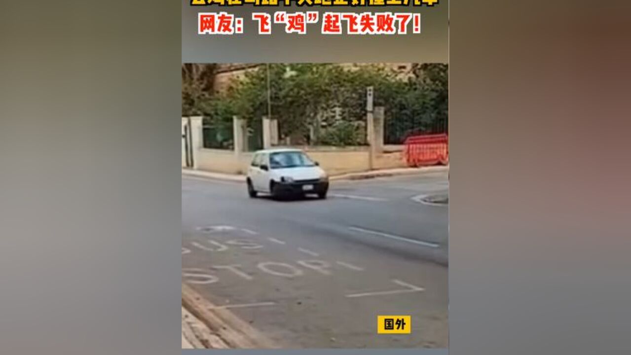 公鸡在马路中央跑正好撞上汽车,网友:飞“鸡”起飞失败了!