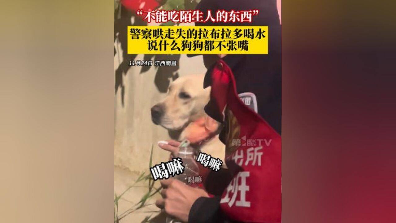 警察哄走失的拉布拉多喝水,说什么狗狗都不张嘴!“可能教过它不能吃陌生人的东西”