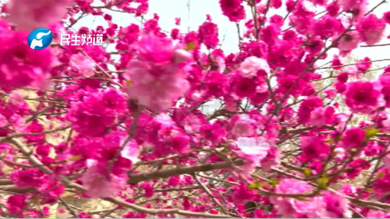 河南郑州:桃花已到盛花期,各色花卉相继开,“桃花春色暖先开,明媚谁人不看来”