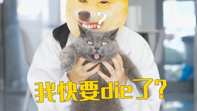 黑猫:听说你们到处说我快死了?