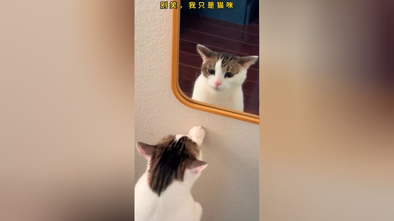 笑抽了!猫咪真的是生活中的活宝,给我们带来了太多欢乐!