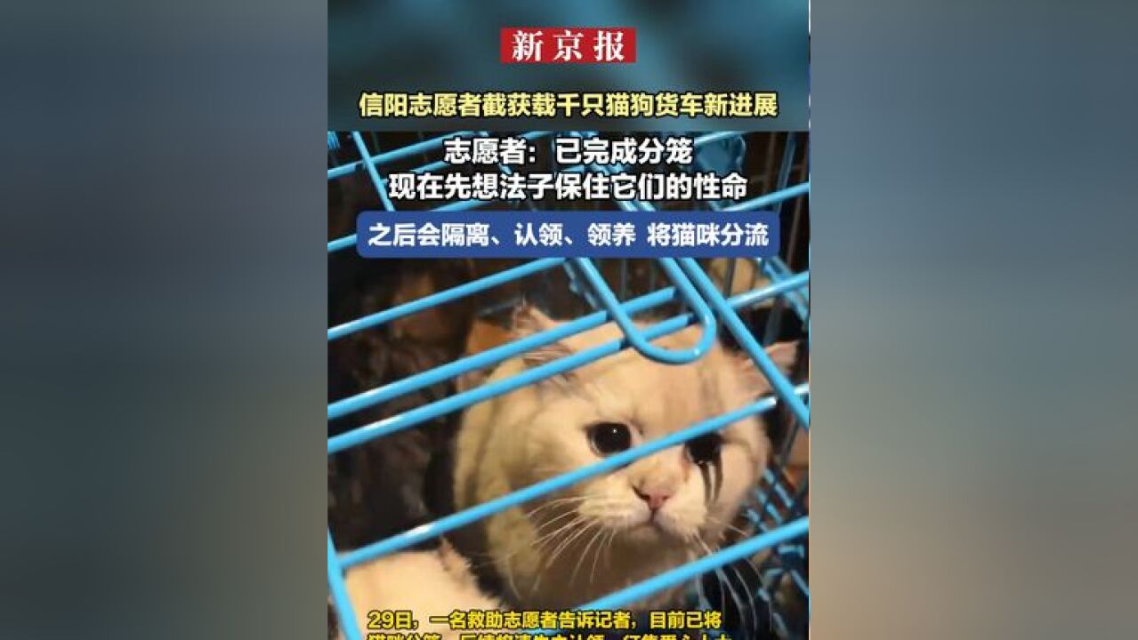 信阳志愿者截获载千只猫狗货车新进展 志愿者:已完成分笼 现在先想法子保住它们的性命 之后会隔离、认领、领养 将猫咪分流