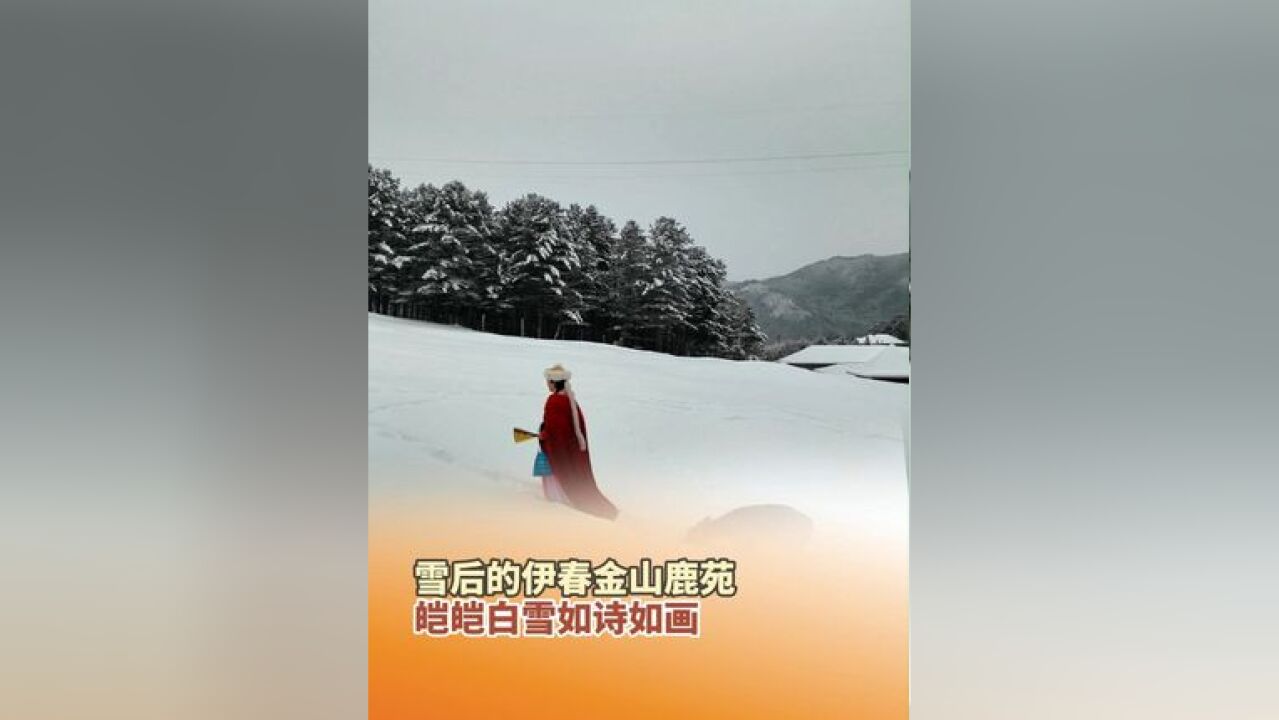 雪后的伊春金山鹿苑,皑皑白雪如诗如画