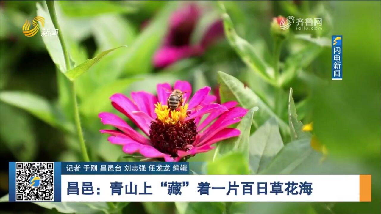 炎炎盛夏,昌邑青山秀水景区的百日草灿烂盛开,一起来欣赏花海美景