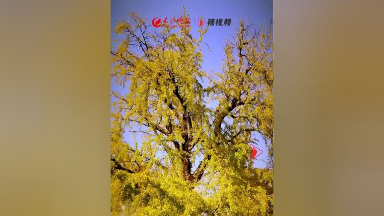 错过就要等一年的美景! 长沙浏阳两棵百年古银杏已进入最佳观赏期,请欣赏最新实拍,一睹百年古树的风范!