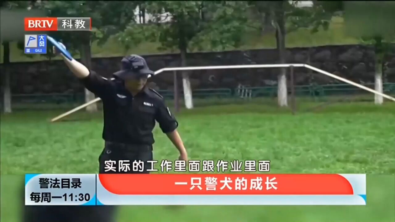 警犬对于民警既是战友又是朋友