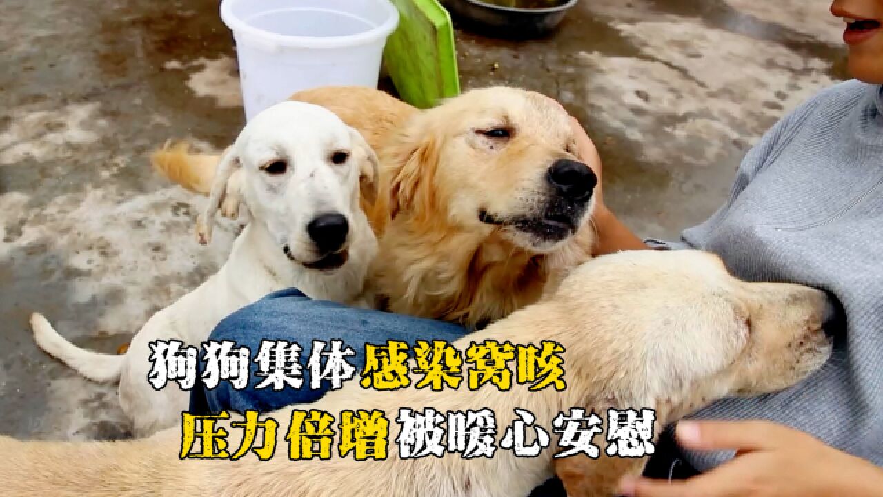 小院狗狗即将断粮偏偏祸不单行,感染犬窝咳压力倍增,毛孩纷纷跑来安慰