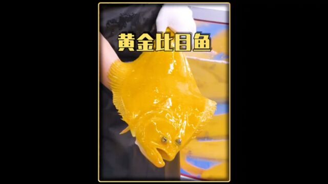 堪比黄金的黄金比目鱼,其肉质更加细腻绵密,味道鲜美!