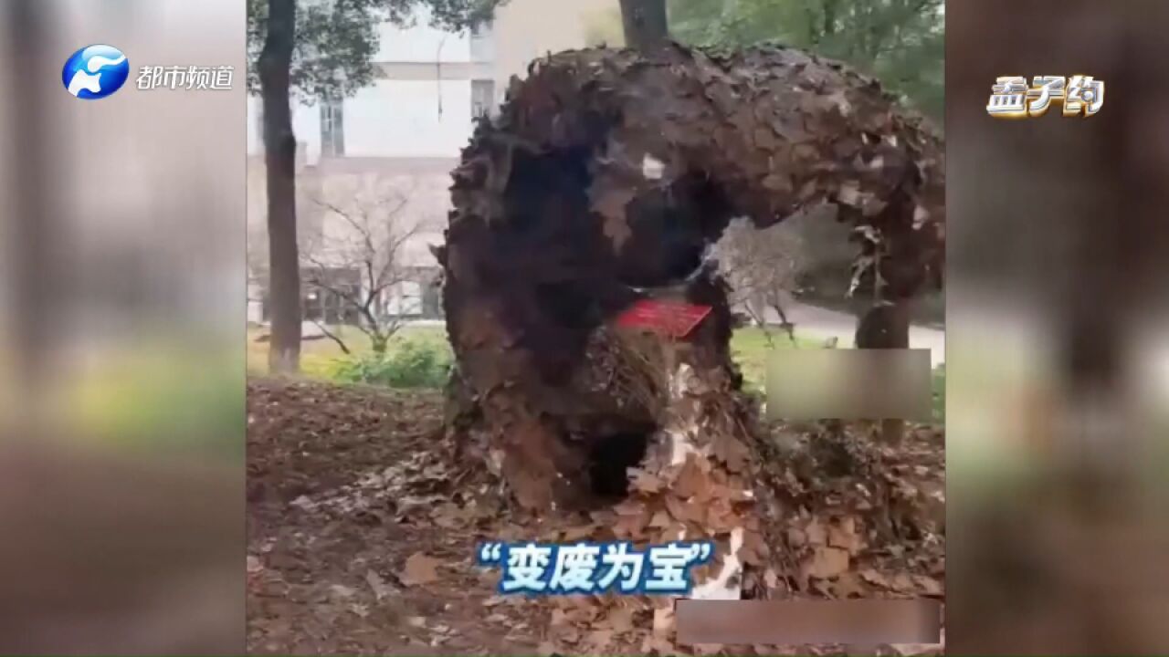 艺术生的浪漫!大学生用落叶做成艺术品装饰校园,变废为宝