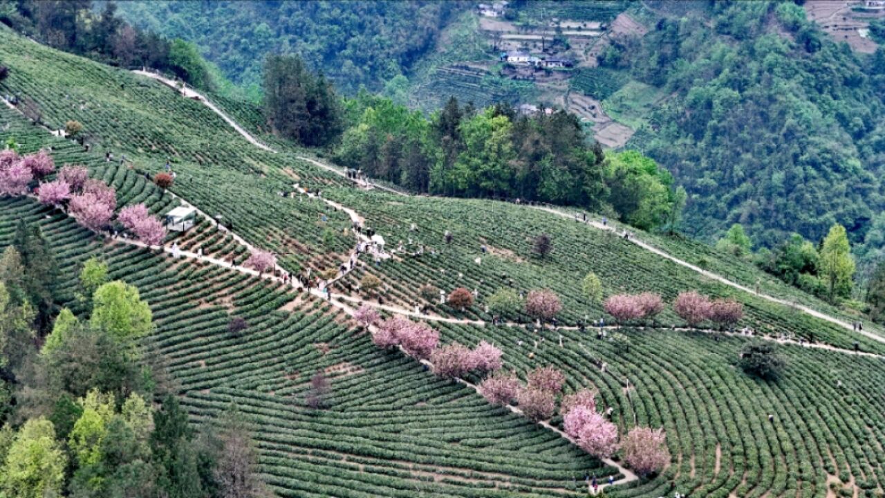 陕西紫阳:春日茶山旅游忙