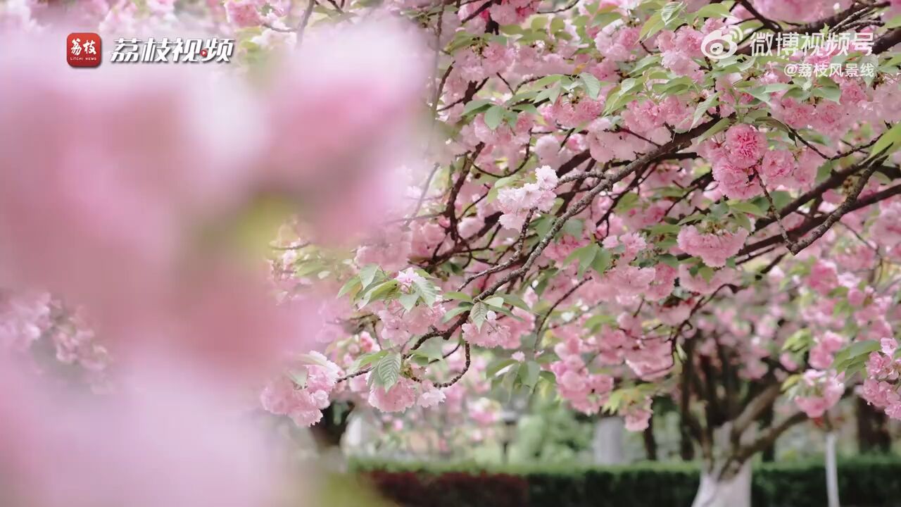 春色满校!中科大粉色樱花海如梦似幻