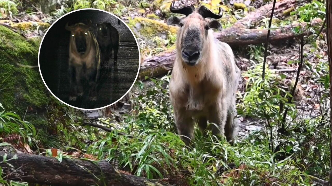 九寨沟现30余头羚牛,一惹就毛的素食凶兽,与之狭路相逢怎么办