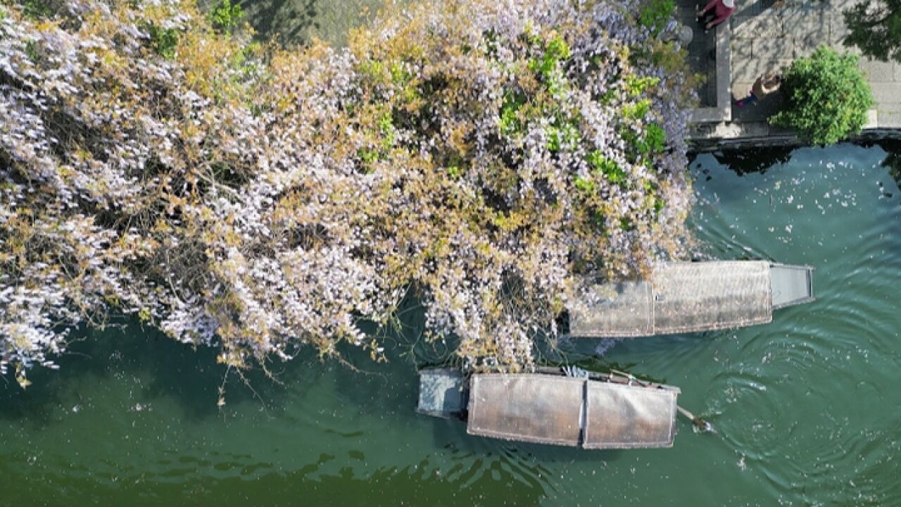 南浔古镇百年紫藤花盛开 人间四月天来感受“泼天”浪漫