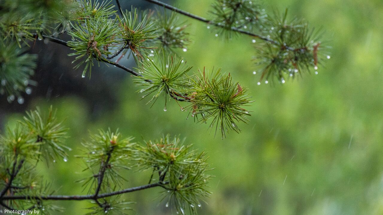 雨生百谷,暮春时节的谷雨节气