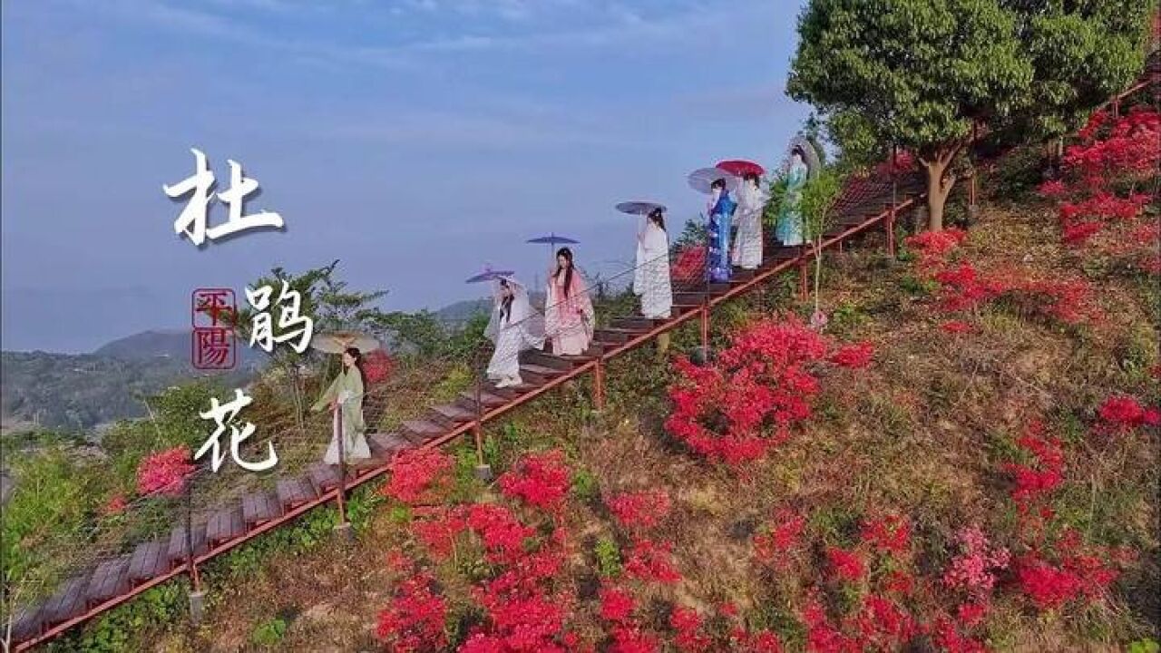 平阳朝阳山杜鹃盛开如红云缭绕 热烈璀璨