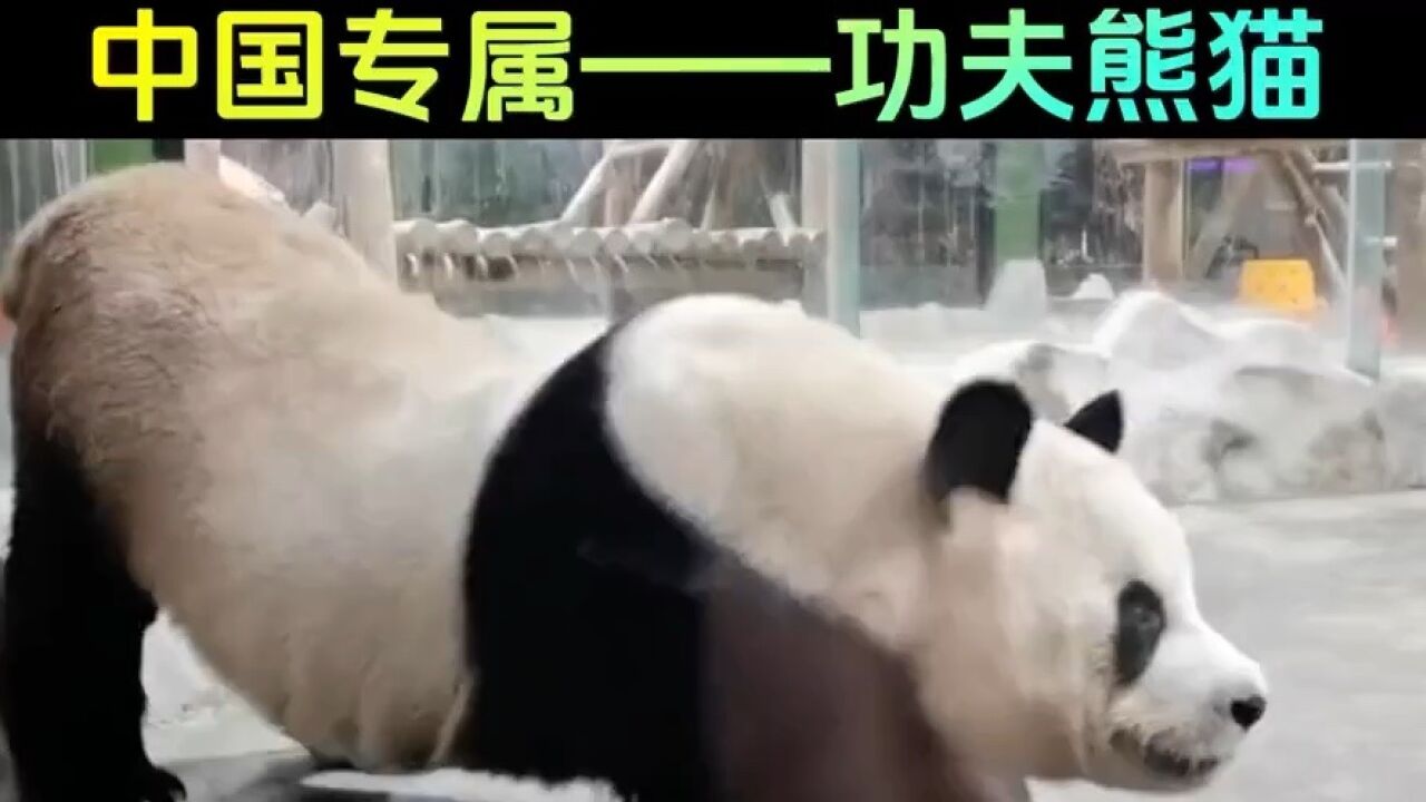 这才是真正的功夫熊猫!不服来辩!