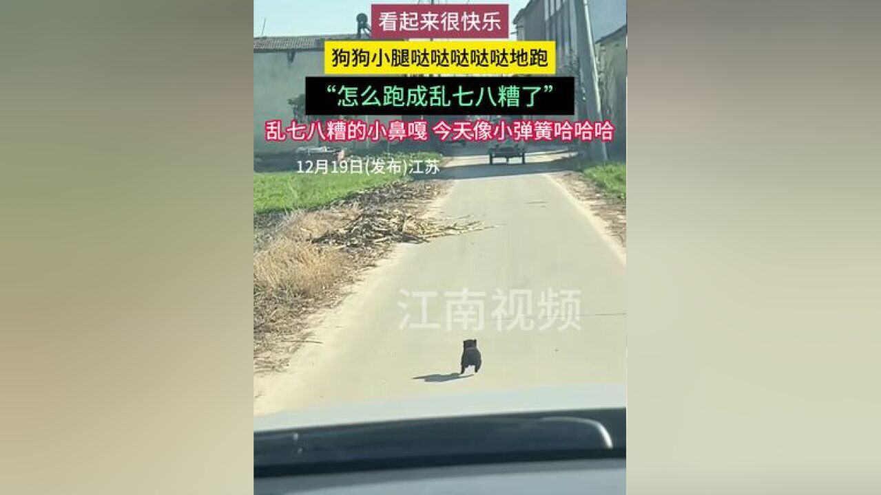 狗狗小腿哒哒哒哒哒地跑 看起来很快乐,乱七八糟的小鼻嘎 今天像小弹簧