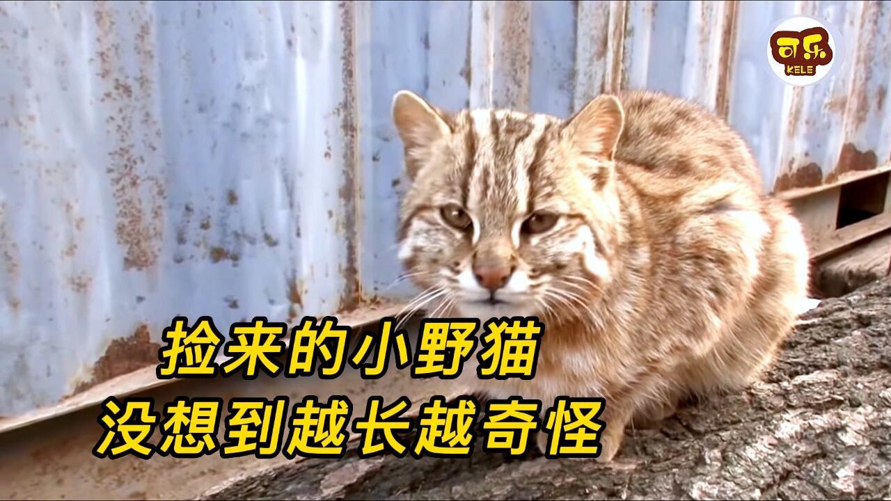 大叔捡到一只小野猫,养大后越长越奇怪,结果竟是一只豹猫