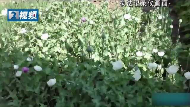 村民在家种植罂粟331余株 辩称:我不知道这是啥