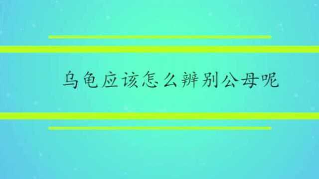 乌龟应该怎么辨别公母呢