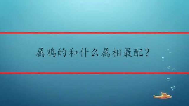 属鸡的和什么属相最配?